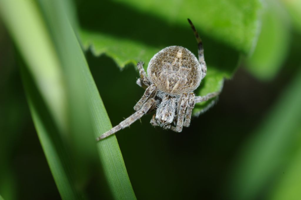 Agalenatea redii - Arcavacata di Rende (CS)